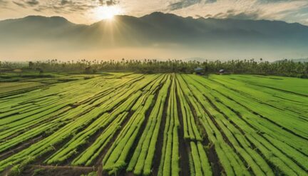 agricultural innovation in palu