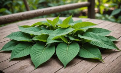 benefits and risks of kratom