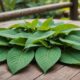 benefits and risks of kratom