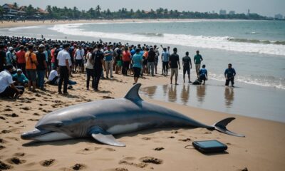 dolphins found dead bekasi