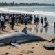 dolphins found dead bekasi