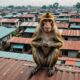 monkey disturbance in bekasi