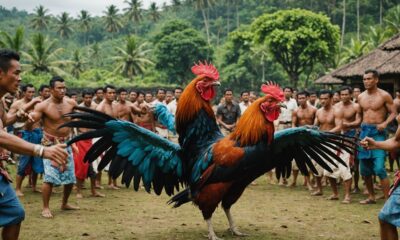 cockfighting culture in bali