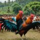 cockfighting culture in bali