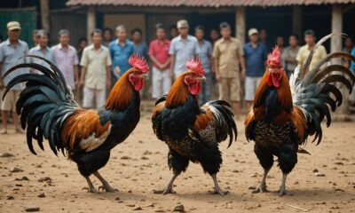 cockfighting legality in thailand