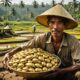 farmer discovers gold treasure