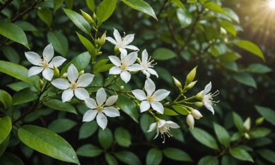 jasmine flower health benefits