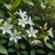 jasmine flower health benefits