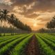 sustainable palm oil policies